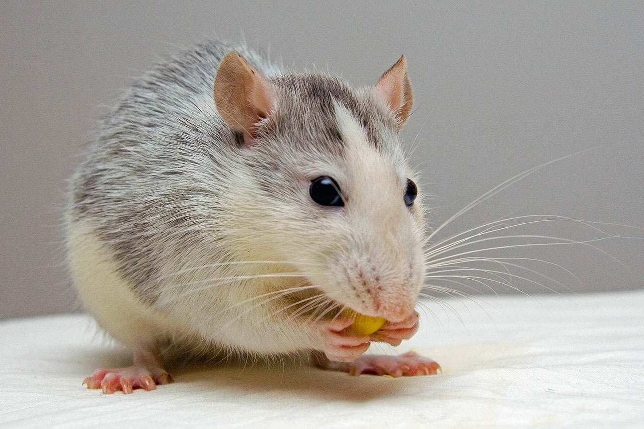 Мышогон